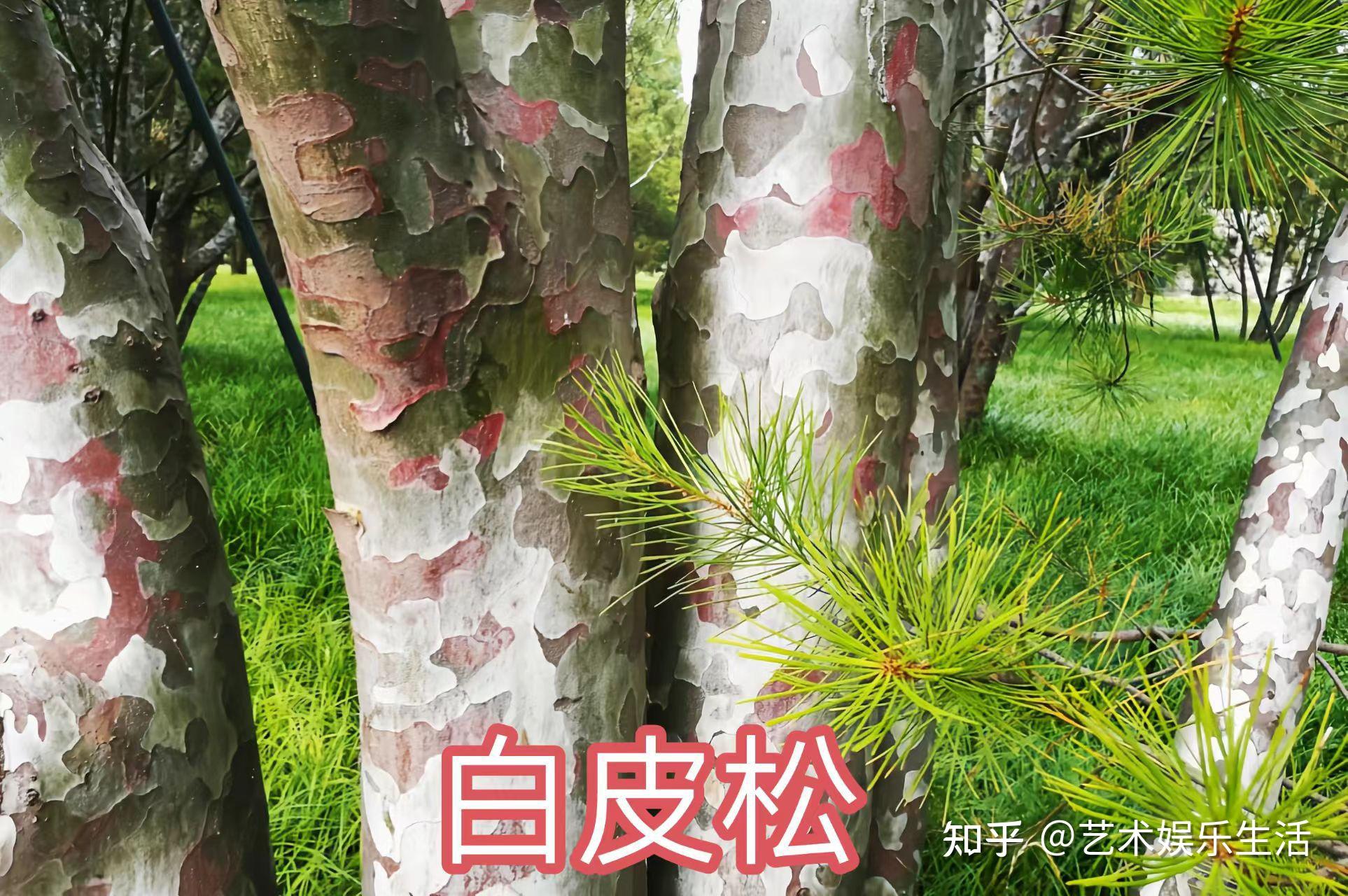 215种松科植物,最长寿的狐尾松已经活了4800岁 - 知乎