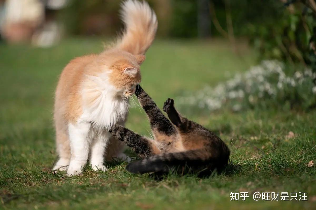 猫咪抱着你“兔子蹬”,还咬你手,是在警告你? - 知乎