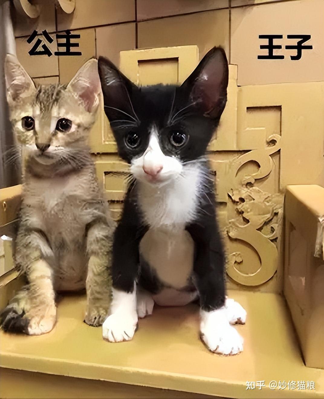 公猫和母猫有什么区别？ - 知乎