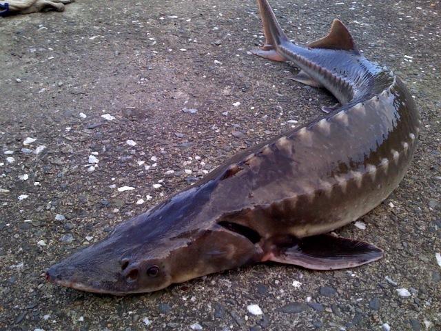 古代人都怎么食用鲟鱼肉呢?鲟龙鱼的魅力原来这么强大 - 知乎