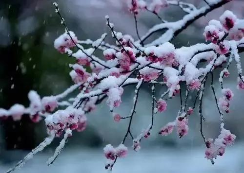 細看不是雪無香,天風吹得香零落.雪花全似梅花萼.兩種風流,一家制作.