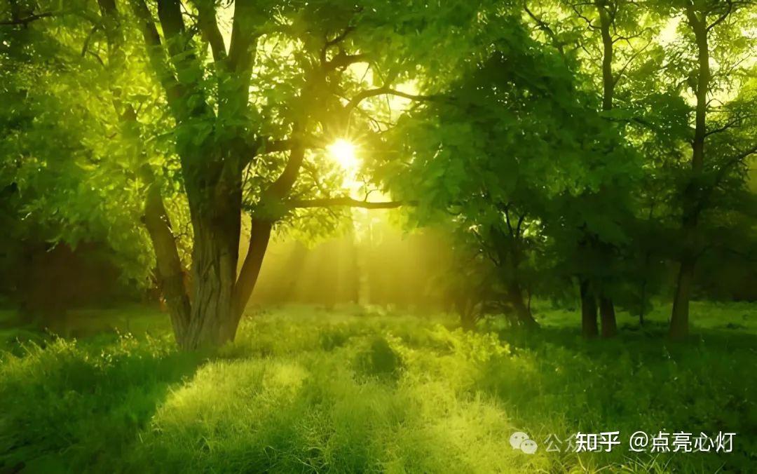 让花成花,让树成树,自然与生命的颂歌 - 知乎