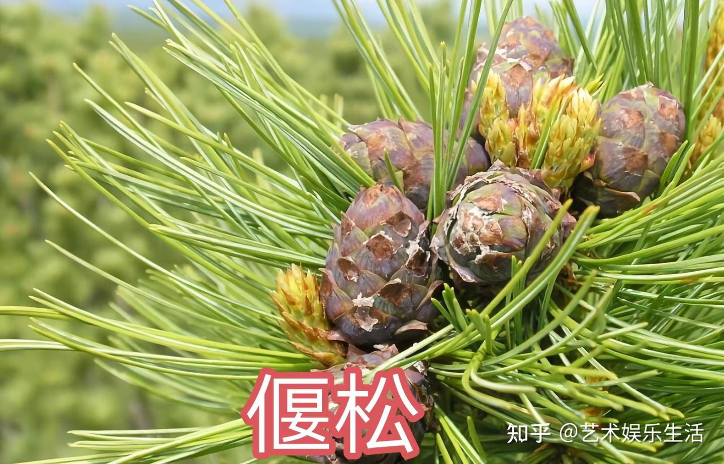 215种松科植物,最长寿的狐尾松已经活了4800岁 - 知乎