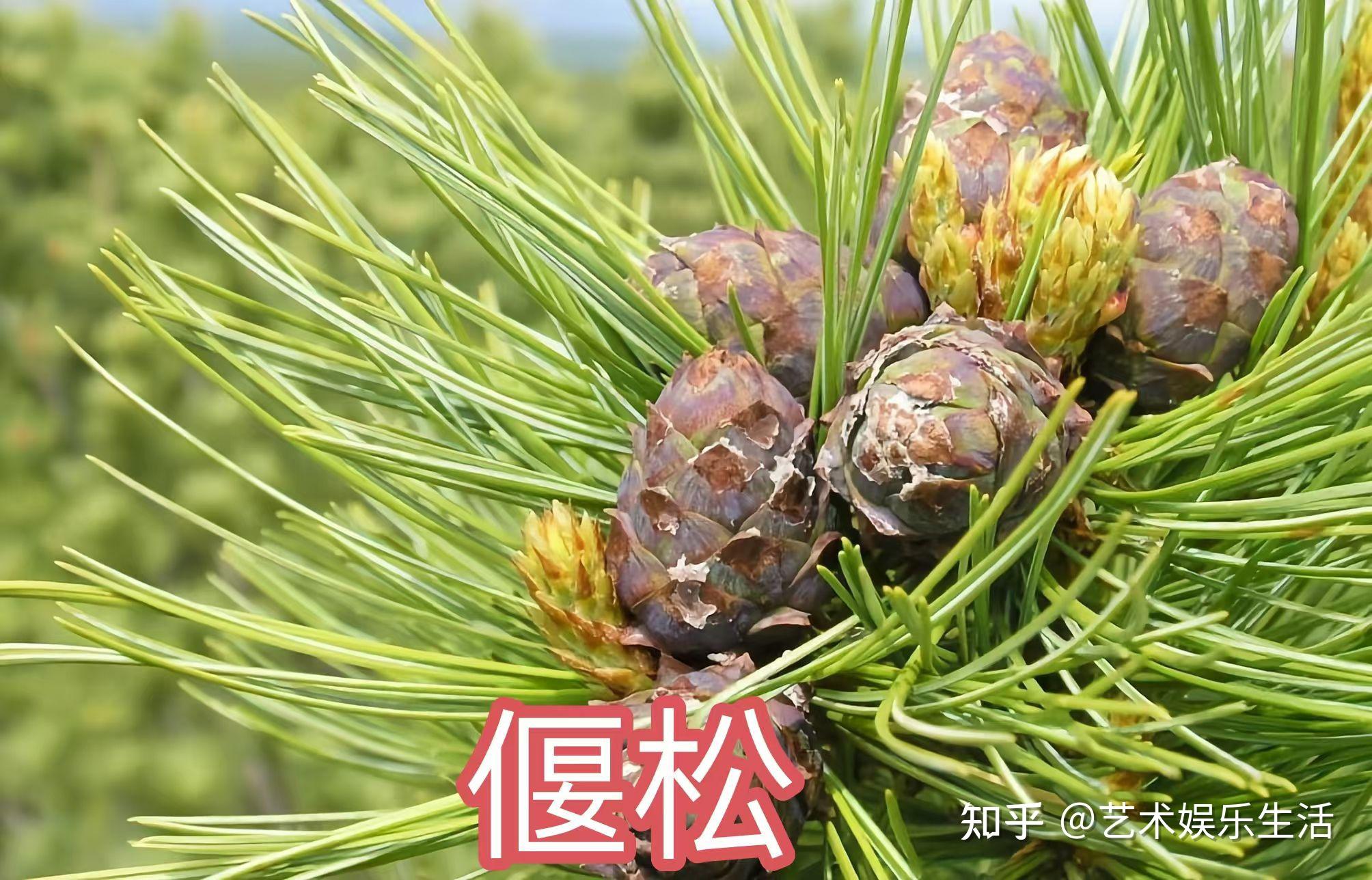 215种松科植物，最长寿的狐尾松已经活了4800岁 - 知乎
