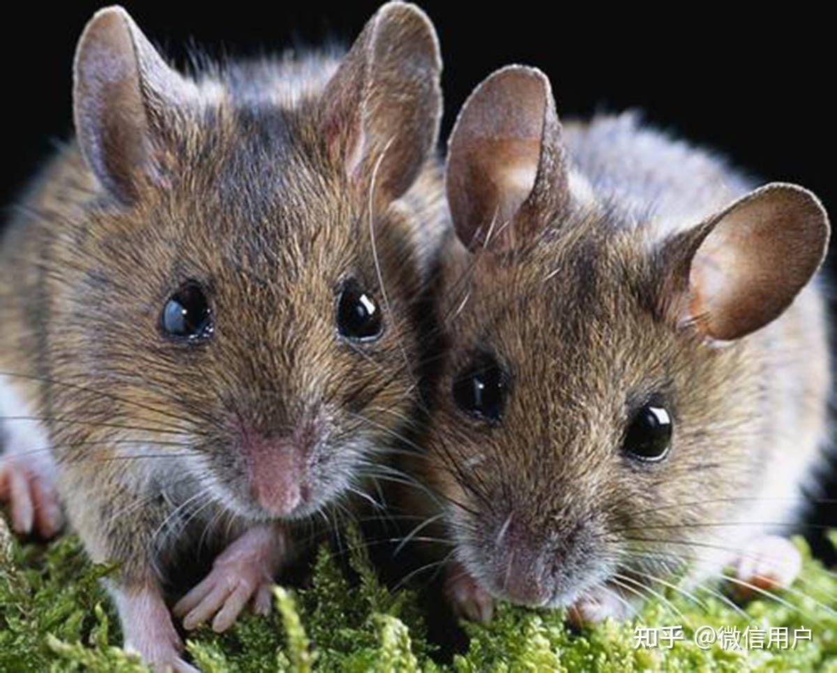 的眼神很让肥硕的屁股扭了扭,终于忍不住给他来了几下,看我无敌鼠鼠拳