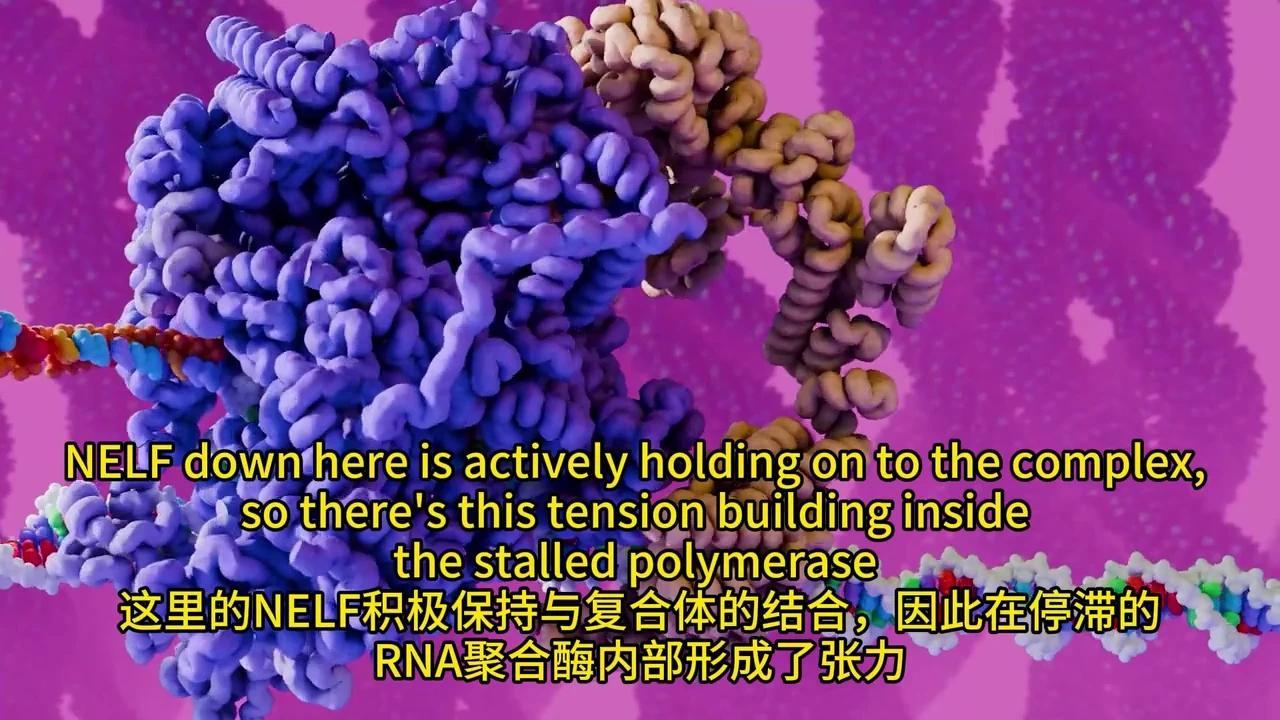彻底解密DNA转录与mRNA剪接:动画揭秘生物学奥秘 - 知乎
