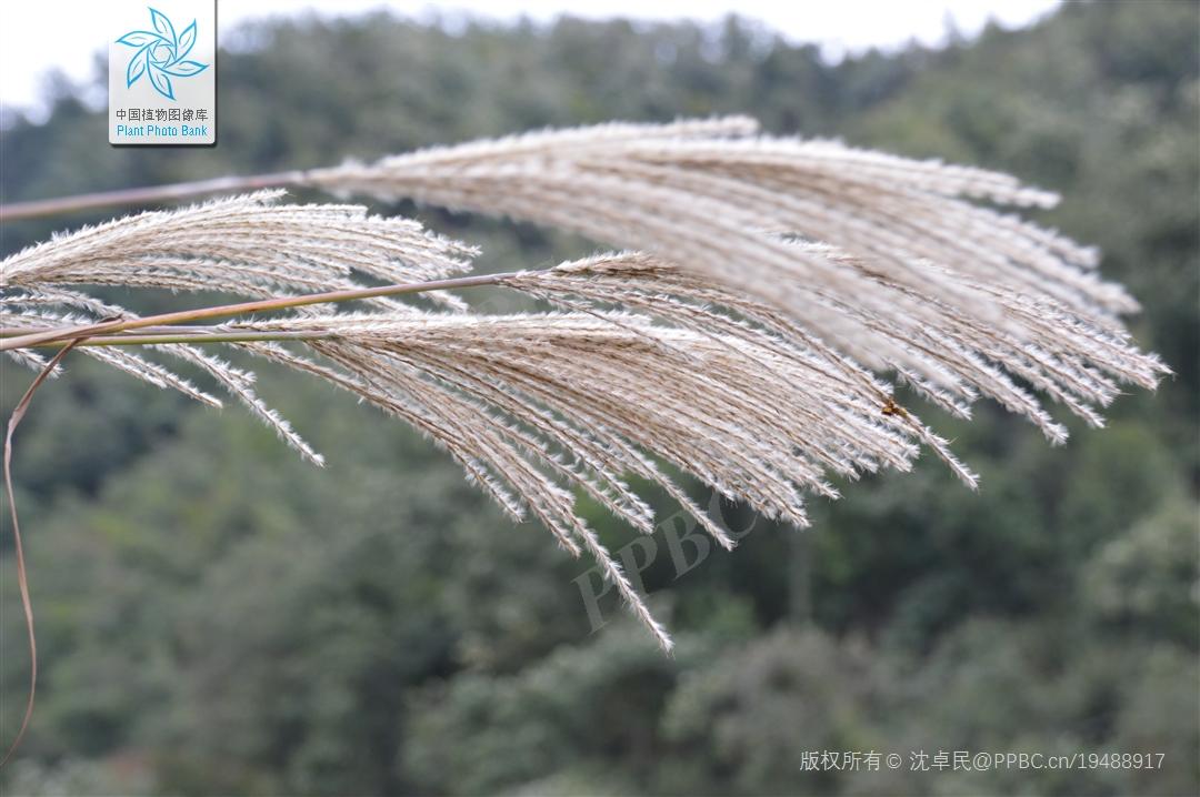 禾本科一些类似芦苇和芒的常见植物 - 知乎