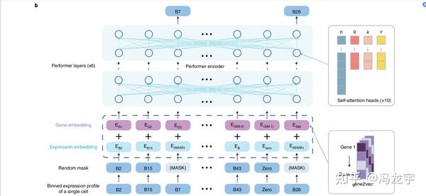 阅读第一篇，scBERT -生物信息和nlp模型 - 知乎