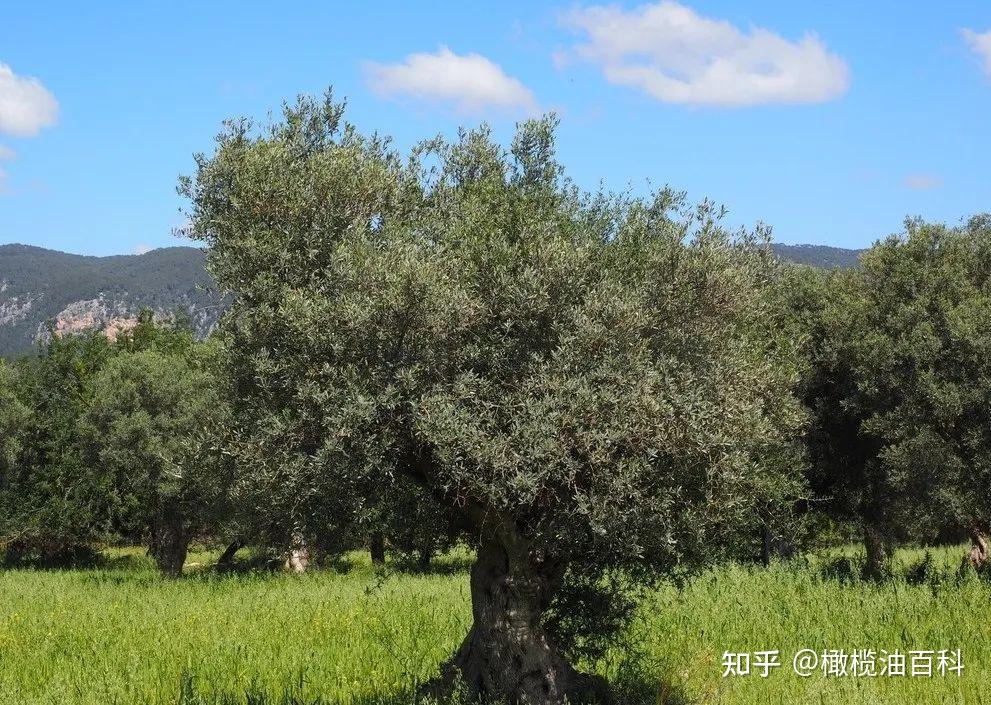 橄榄百科 | 几千年来,所有的荣誉尽归橄榄树! - 知乎