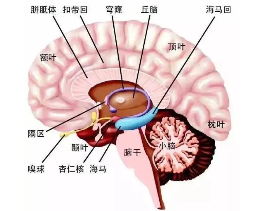 通过对杏仁核的研究发现,我们可以管理情绪控制行为 - 知乎