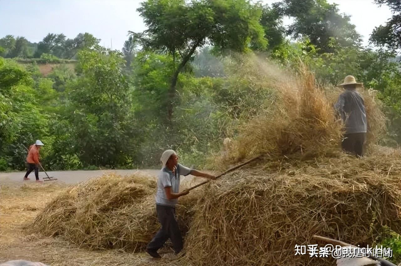 80后收麦子的图片图片