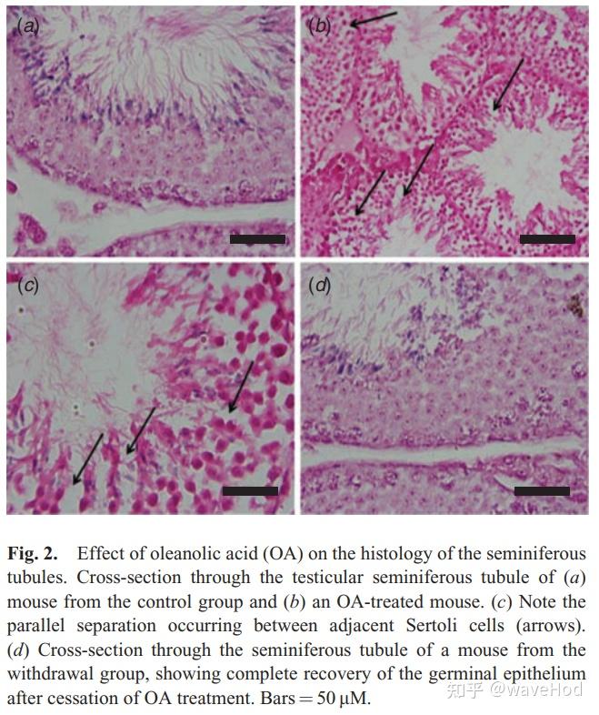 (a)對照組小鼠睪丸生精小管的橫截面和(b)齊墩果酸處理的小鼠.