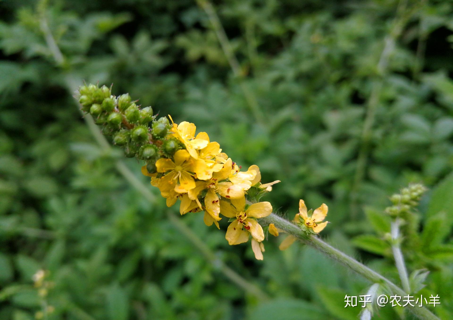 赤龙牙野菜图片图片