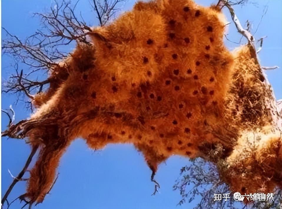 非洲一群织巢鸟占据枯树,建造的巢穴密密麻麻,让其看似像大猩猩 - 知乎