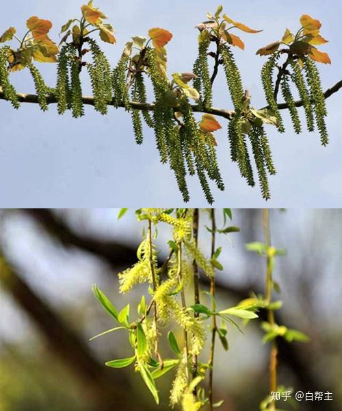 风媒花和虫媒花 白癜风患者该避免哪个 知乎