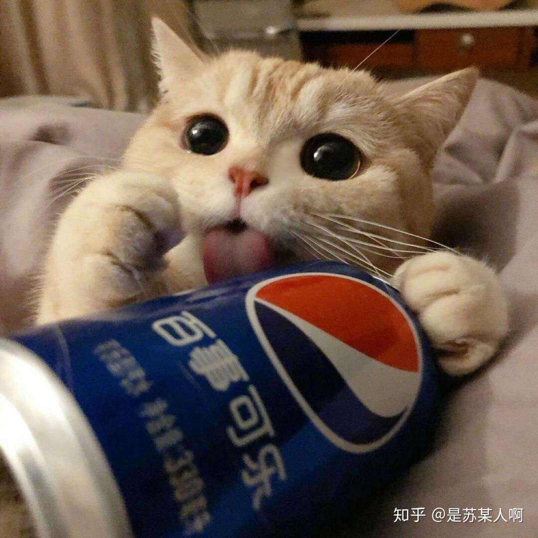 猫咪头像 - 知乎