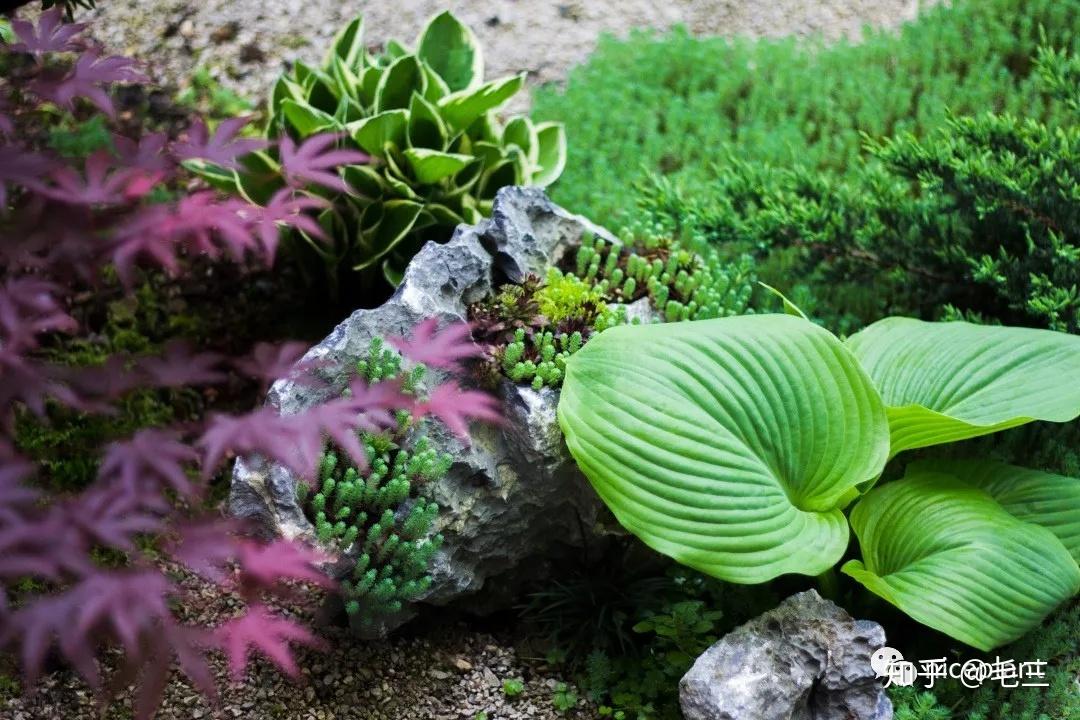 地栽植物 v2-85a96558092209be543633b7fae10441_r.jpg