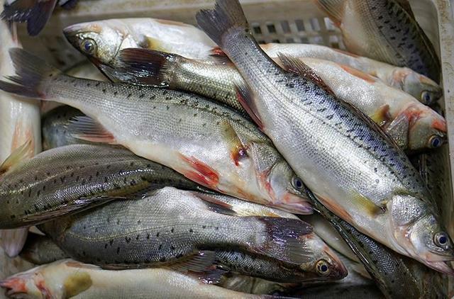 養殖鱸魚小技巧養殖牛人帶你走向發家致富的道路