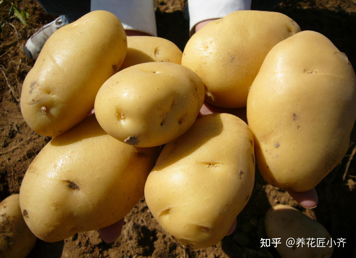 兰陵县大仲村镇:小土豆托起大产业-在临沂