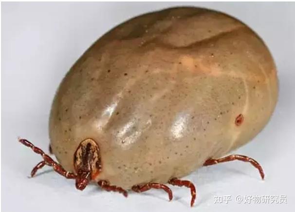 狗狗身上有蜱虫,怎么处理?