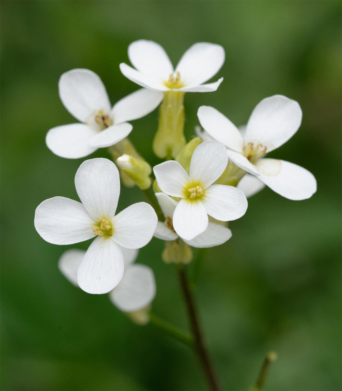 《拟南芥的奋斗》番外篇 | col-0的身世之谜