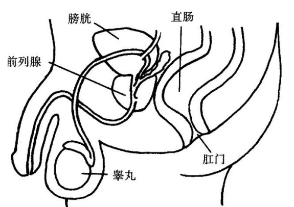 此窍虽然位置在会阴穴内上方,但是上经中脉而通泥丸,或经督脉,任脉