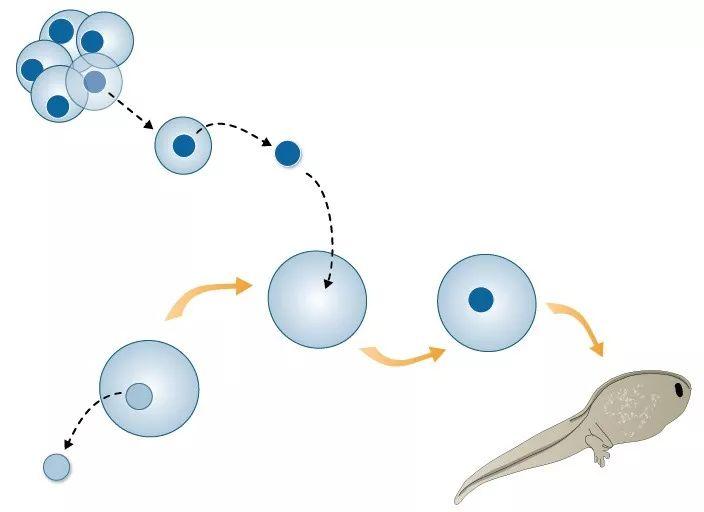 1958年英国科学家成功将蝌蚪肠上皮细胞(体细胞)的细胞核移植到青蛙卵