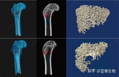 Micro-CT技术详解与应用指南 - 知乎