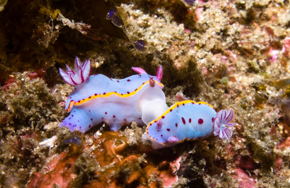 动物篇6软体动物门上