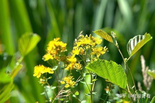 3月前面7天 蔷薇花开 良缘散落 情路迢迢 痴情有果 爱情重返 知乎 3月前面7天 蔷薇花开 良缘散落 情路迢迢 痴情有果 爱情重返 知乎