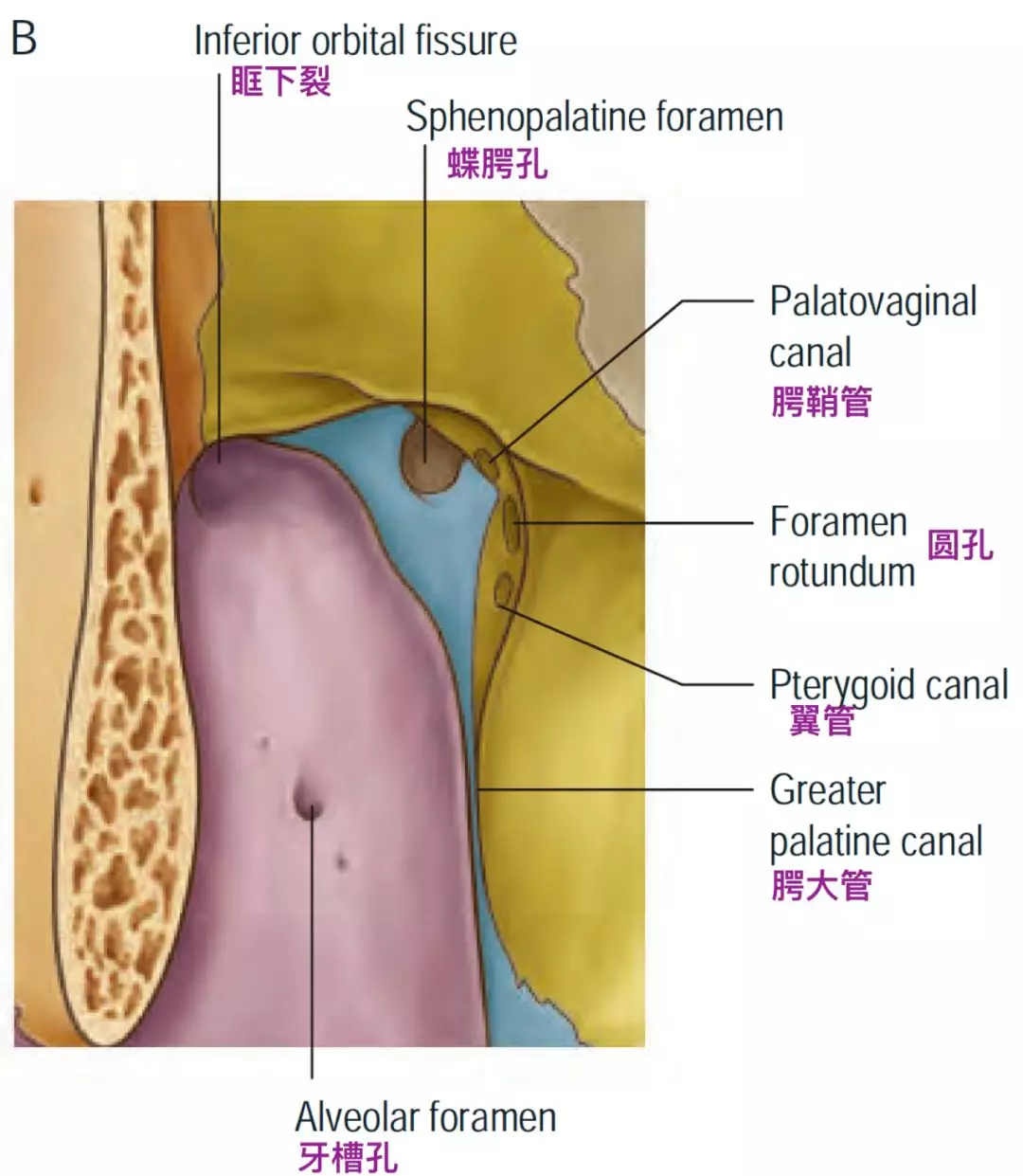 脑血管解剖学习笔记第12期翼管和翼管动脉