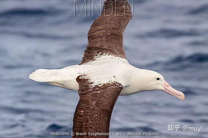 科普|世界信天翁日:翅膀掠过整个南大洋,眼中只有一个你 - 知乎