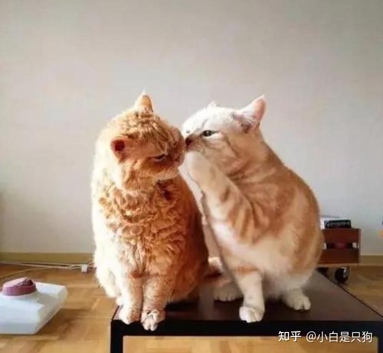 一只猫好，还是两只猫好，过来人告诉你 - 知乎