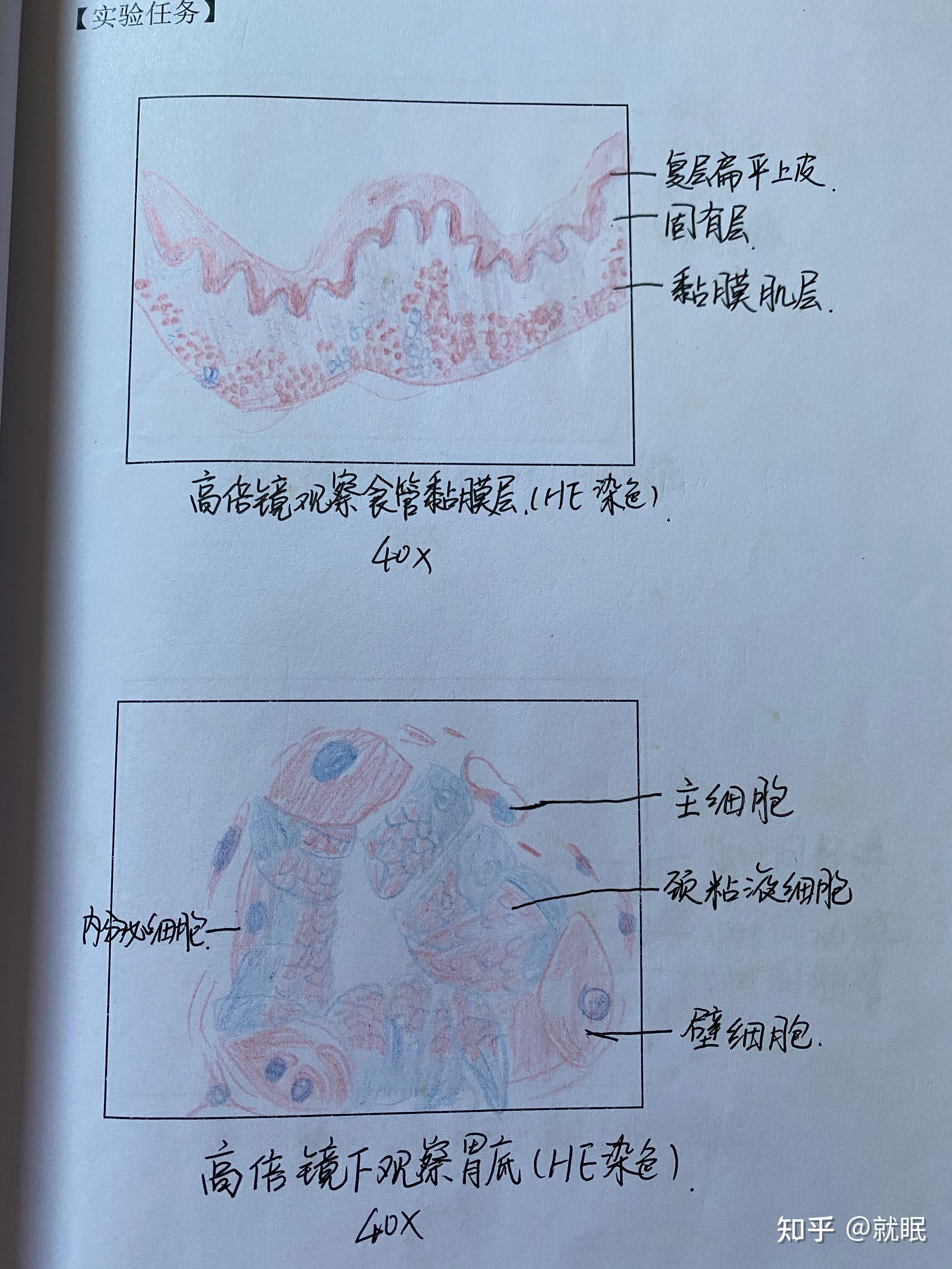药学 组织胚胎学 红蓝铅笔手绘图 - 知乎