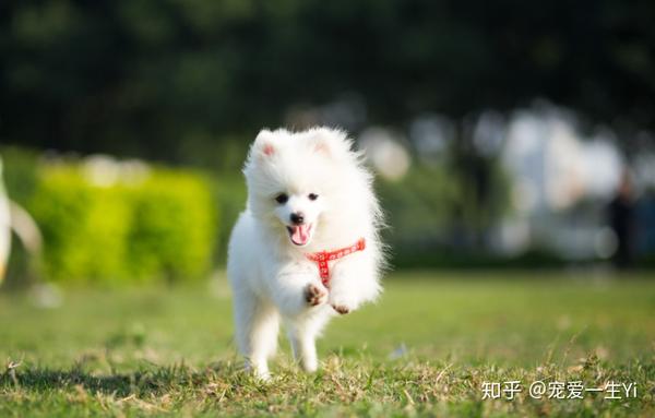 狗狗一天都没有拉大便 知乎 狗狗一天都没有拉大便 知乎