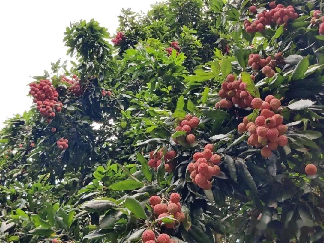 【无核荔枝种植指南:从种子到丰收,揭秘无核荔枝的种植秘诀】 - 知乎