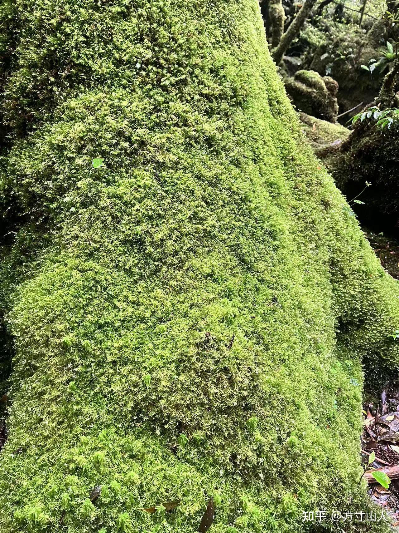 苔藓——宏大生态中的小植物