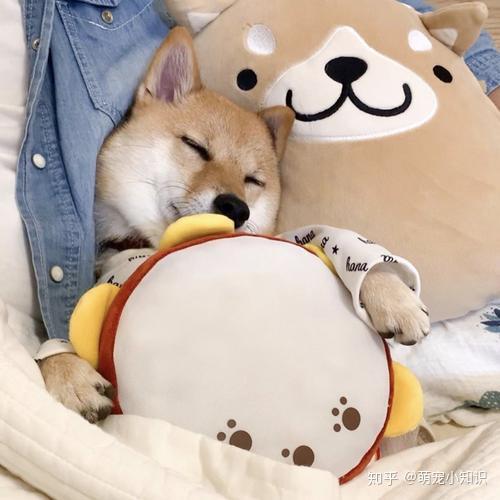 怎么教狗狗恭喜的动作 v2-86106f15acea8fc8afeaef2678cd26d9_r.jpg