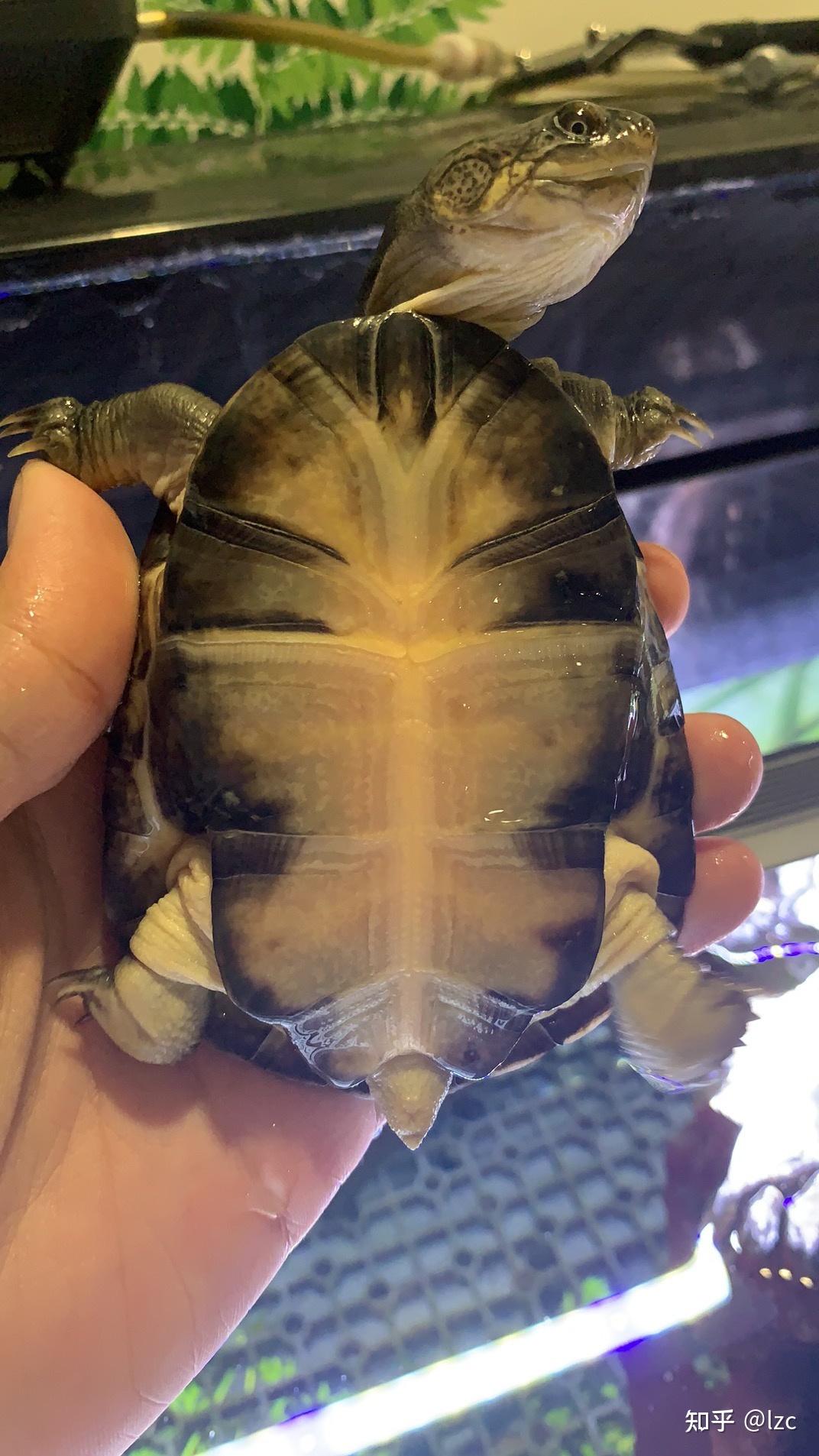 西非区分公母 - 知乎