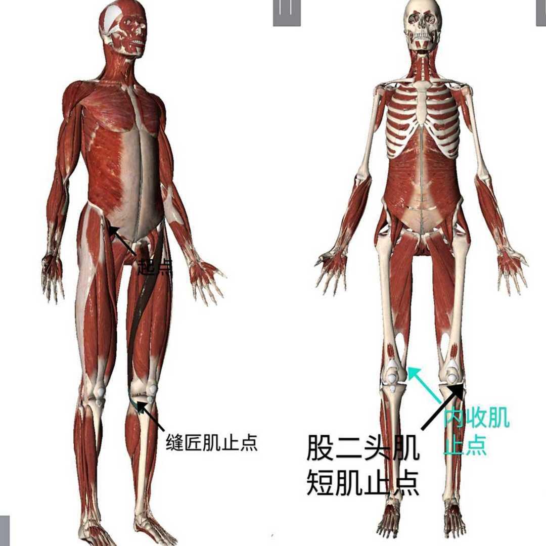 1-膝蓋內/外側肌肉起止點2-膝蓋正前,膝蓋窩痛點肌肉3 - 膝蓋多方位