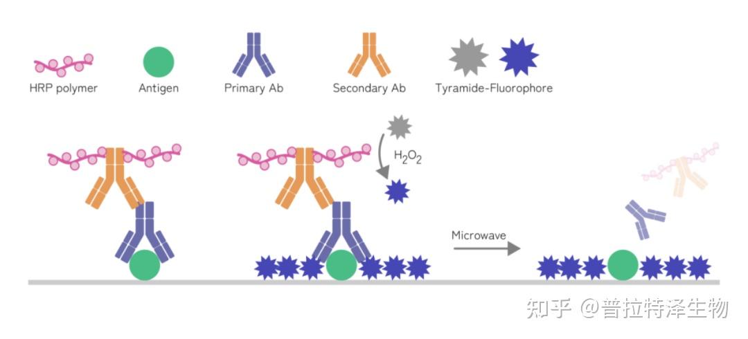 手把手教学｜一文弄懂多重荧光免疫组化 - 知乎