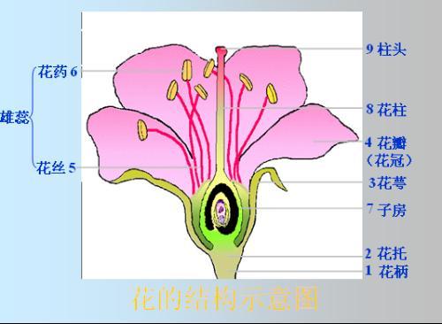 的结构图,花,大家都见过,很漂亮,有香气,像大家熟知的牡丹,玫瑰,梅花