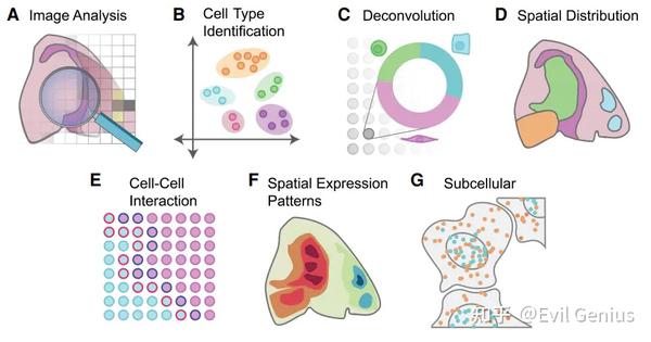 10X空间转录组重点分析合集3 - 知乎