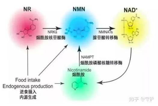 nmn是什么瑞维拓nmn效果真实吗