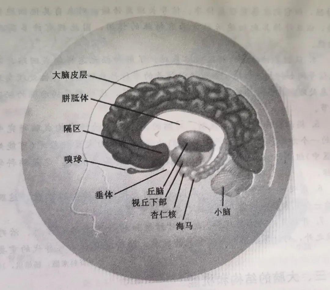 边缘系统解剖图图片