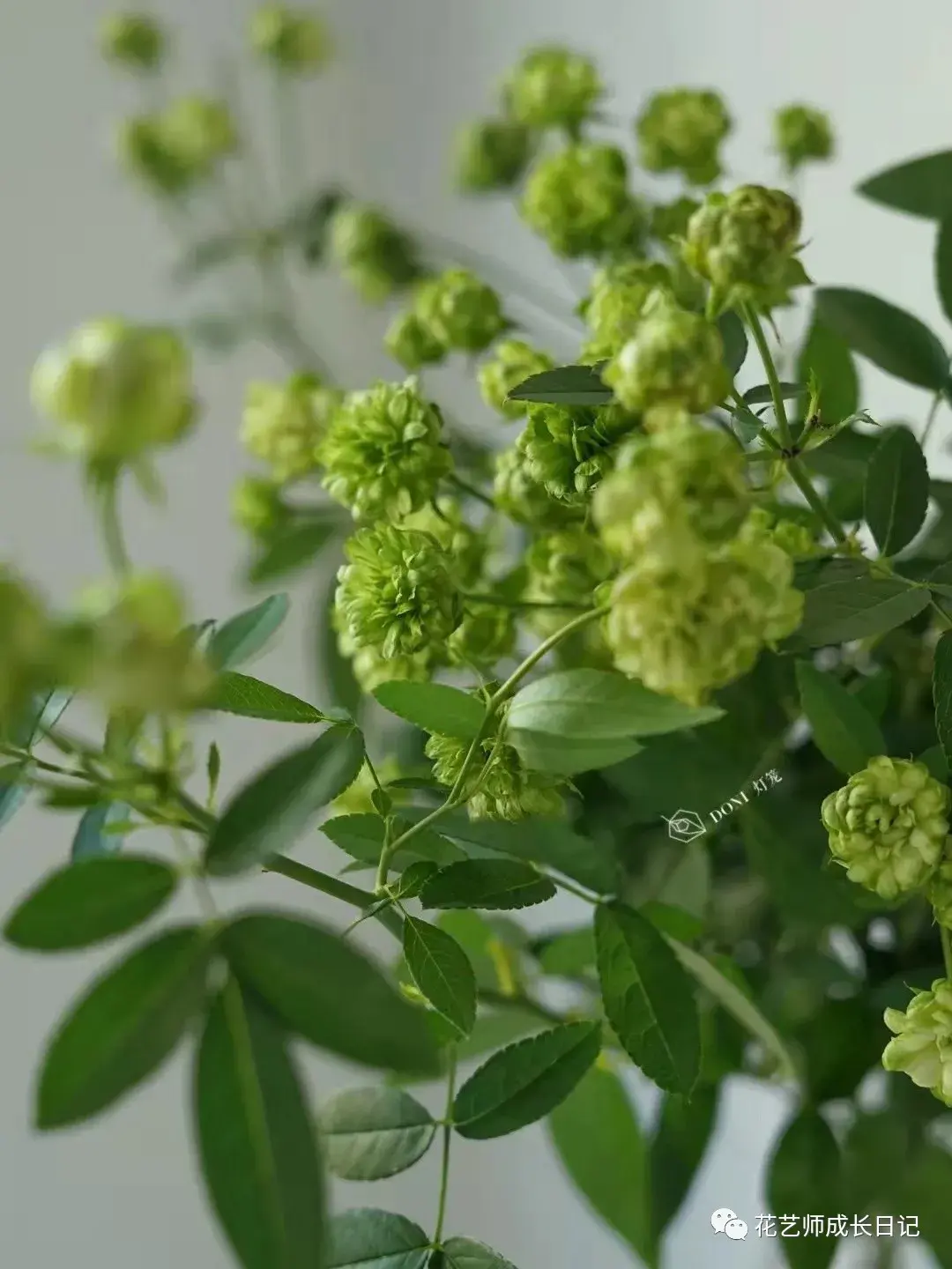 100朵玫瑰vol41绿闪电玫瑰一个个绿色小泡芙