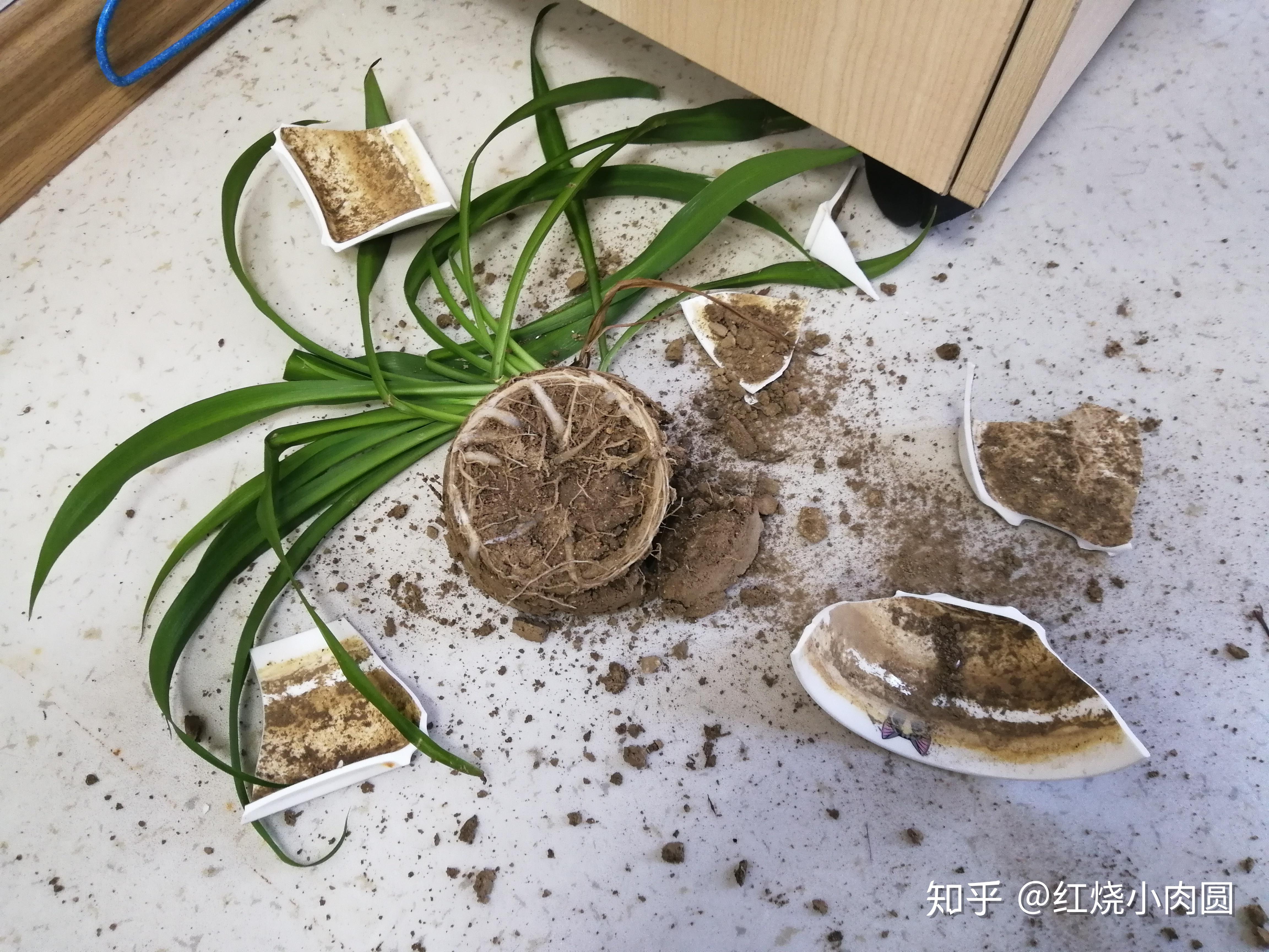 感冒会引起白斑扩散吗晕晕的把花盆给摔了