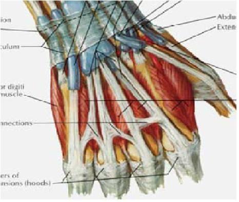 手肌腱功能解剖 手部肌肉解剖图 展酷网