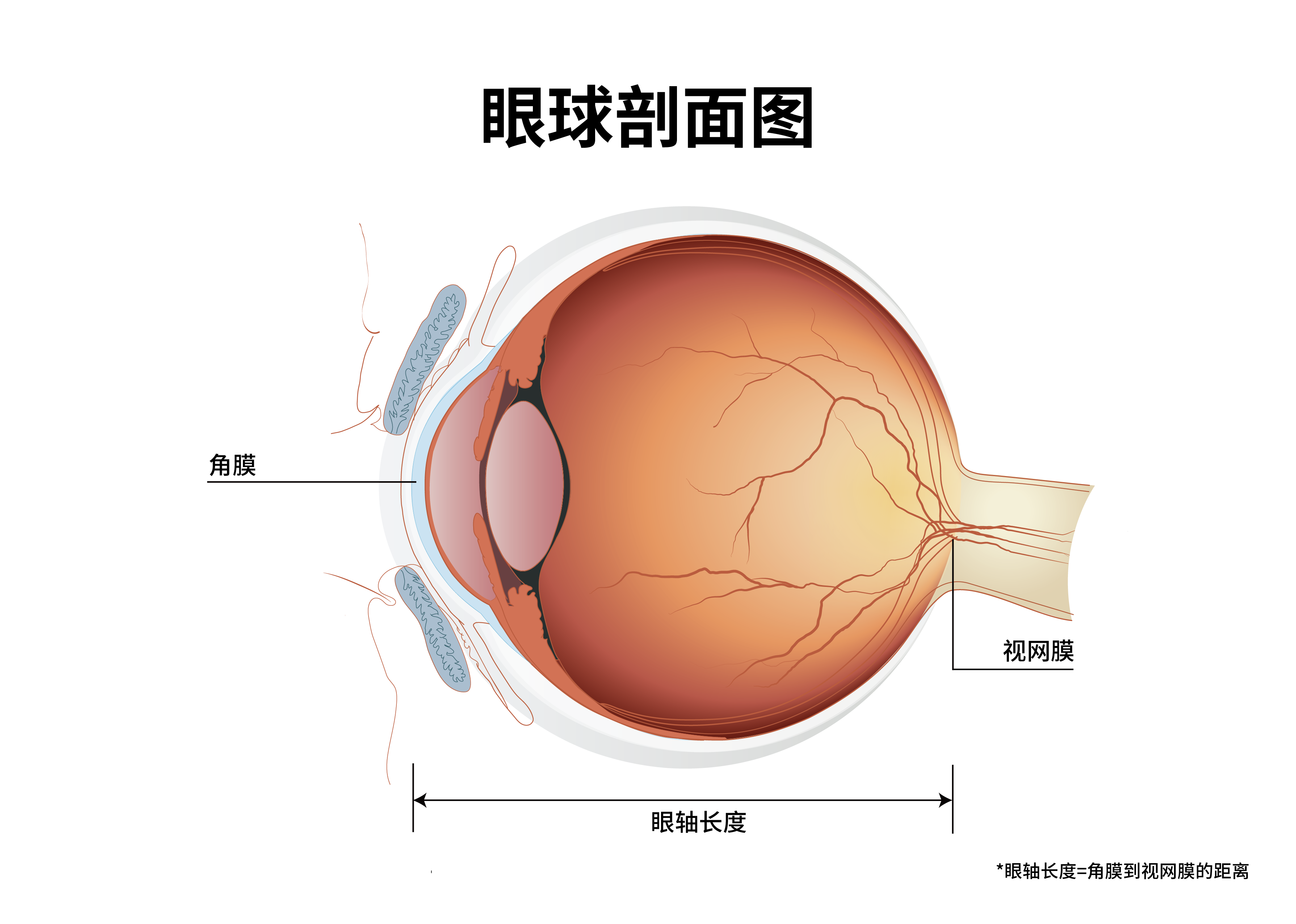 视盘结构图片