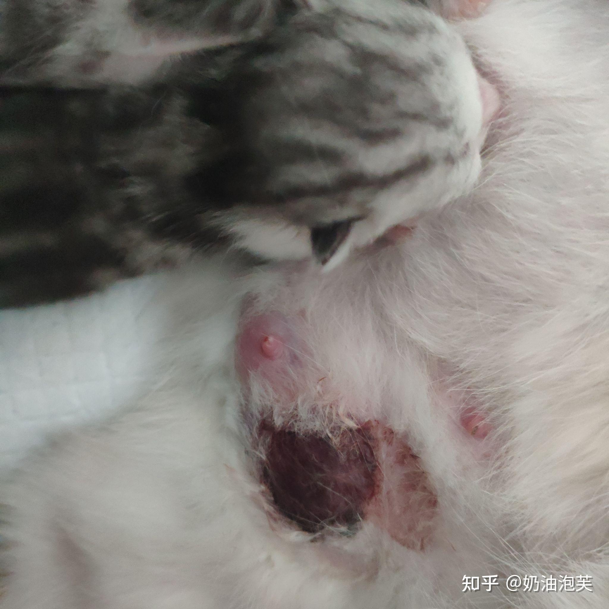 猫咪乳腺增生症状表现图片